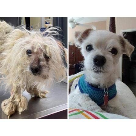 Scruffy dog