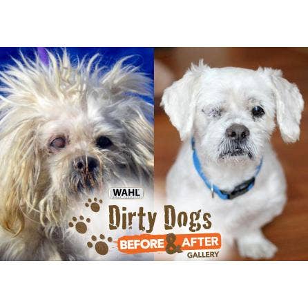 Dog Andy
