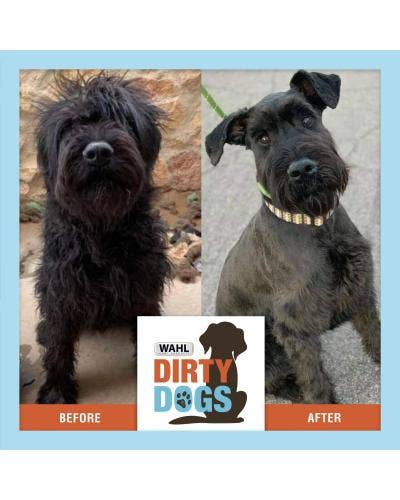 A Decade of Dirty Dogs: Annual Contest Presents Top 10 Shelter Dog Makeovers and Awards $15,000 to Rescue Organizations