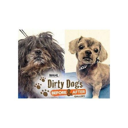 Dog adoption