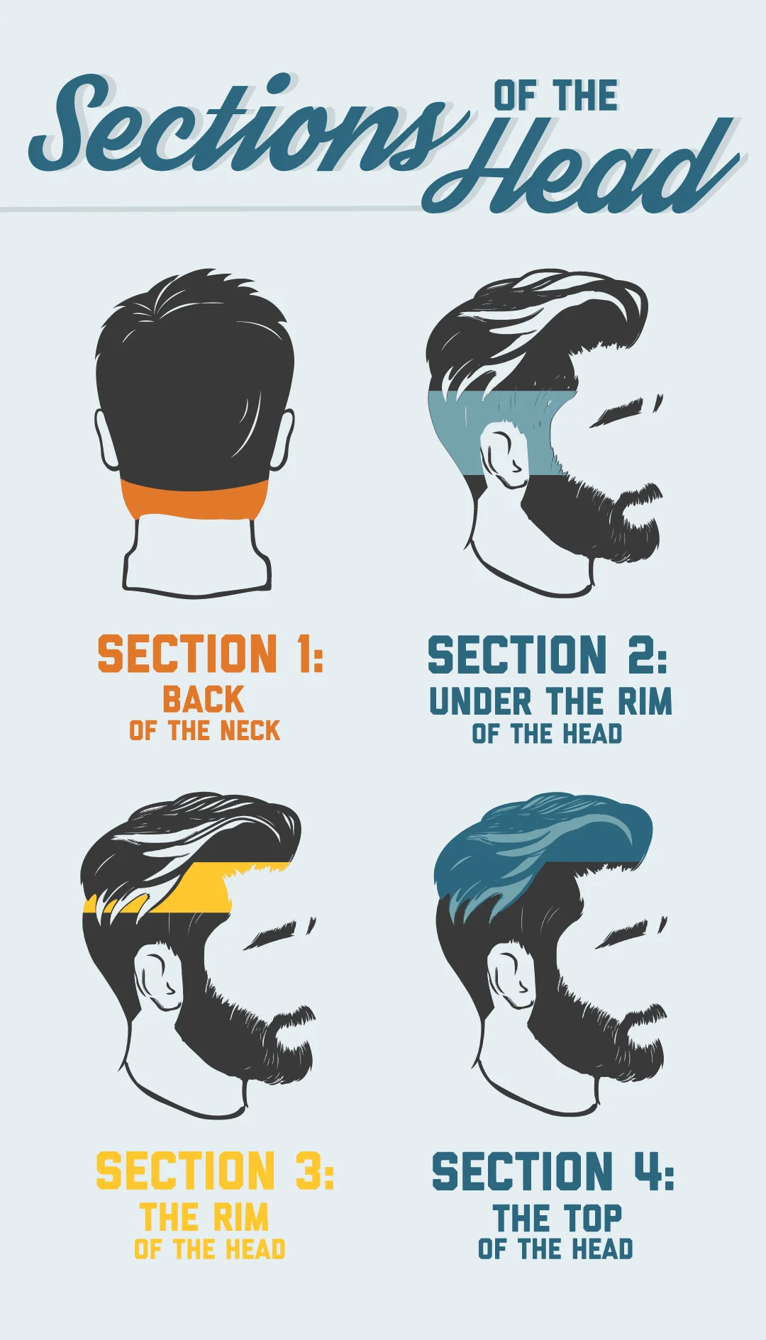 Section of the head infographic: Section 1: back of the neck. Section 2: under the rim of the head. Section 3: the rim of the head. Section 4: the top of the head.