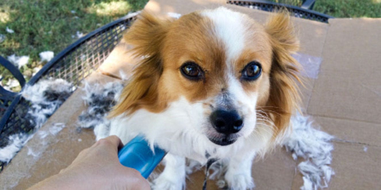 Small dog getting its hair clipped outside.