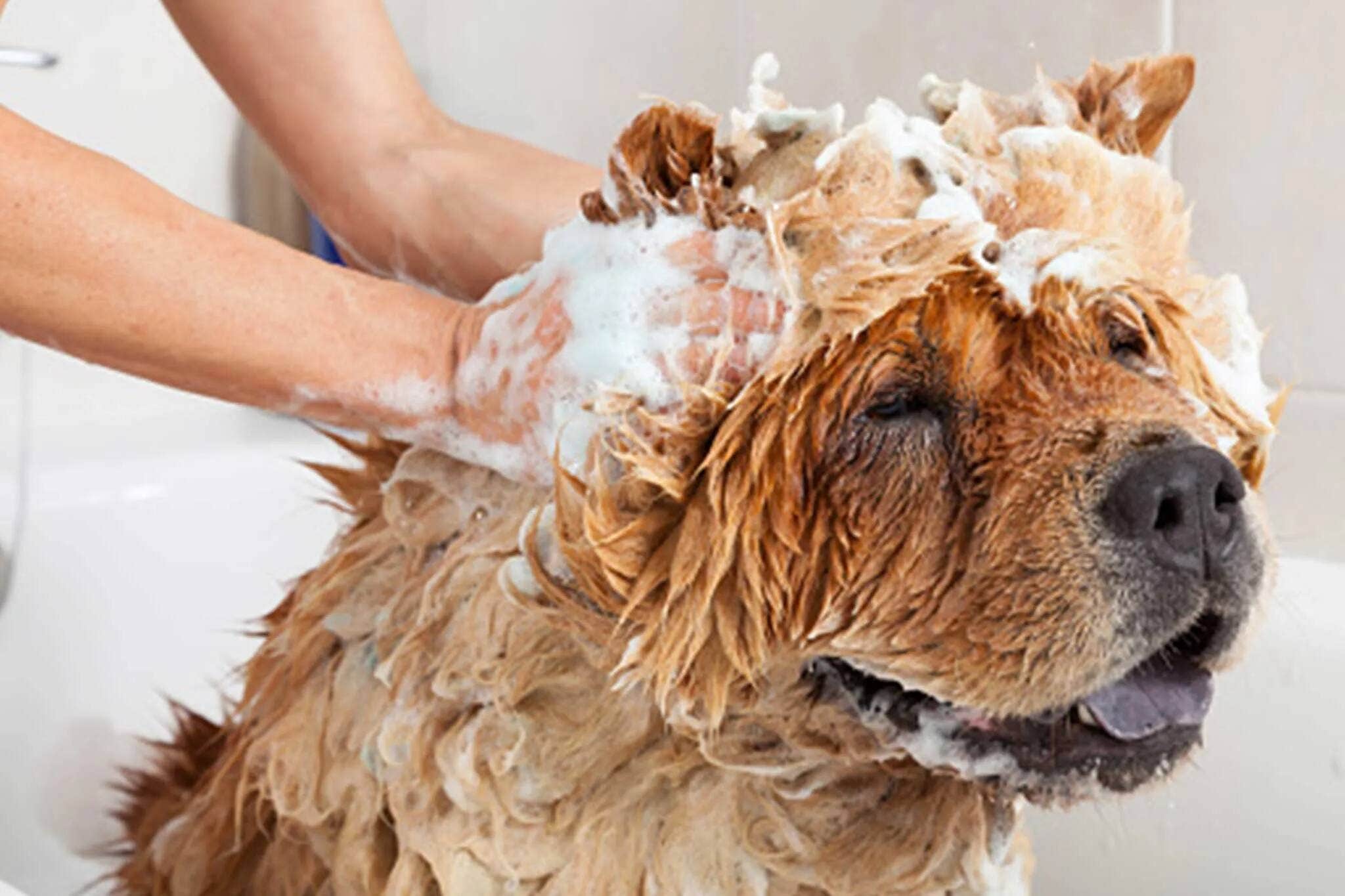 Dog being shampooed and lathered during a bath. 