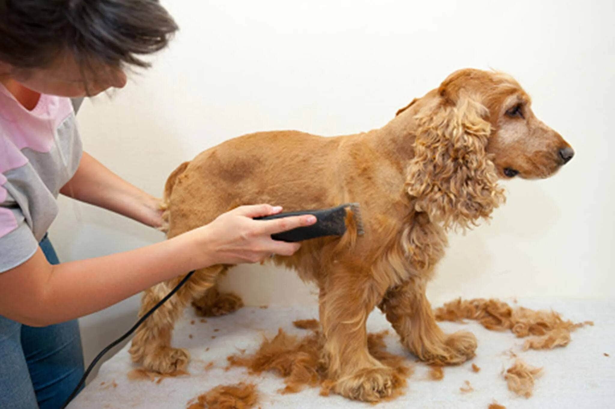 Someone clipping their dog's hair at home. 