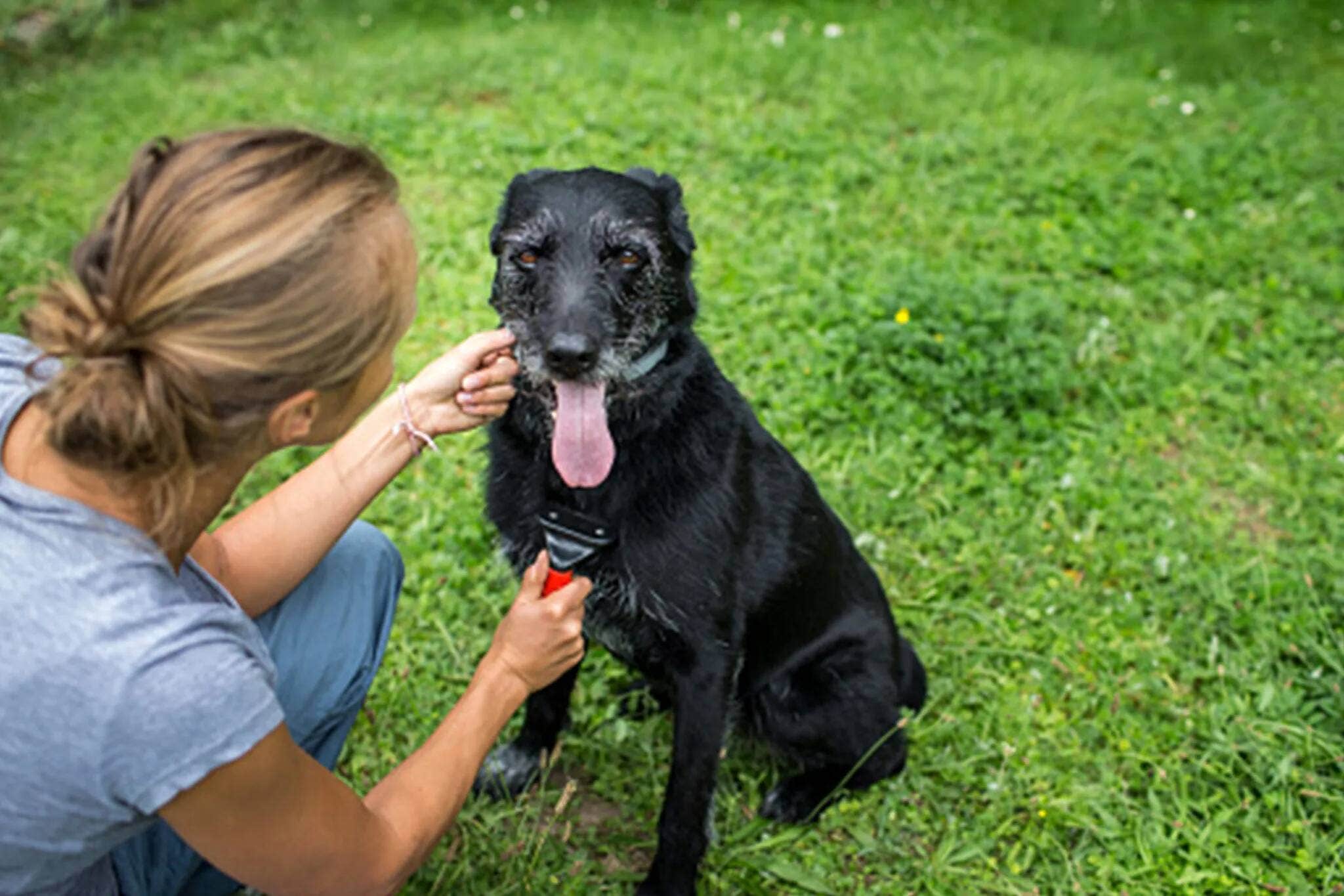 A woman brushing the front of her dog.