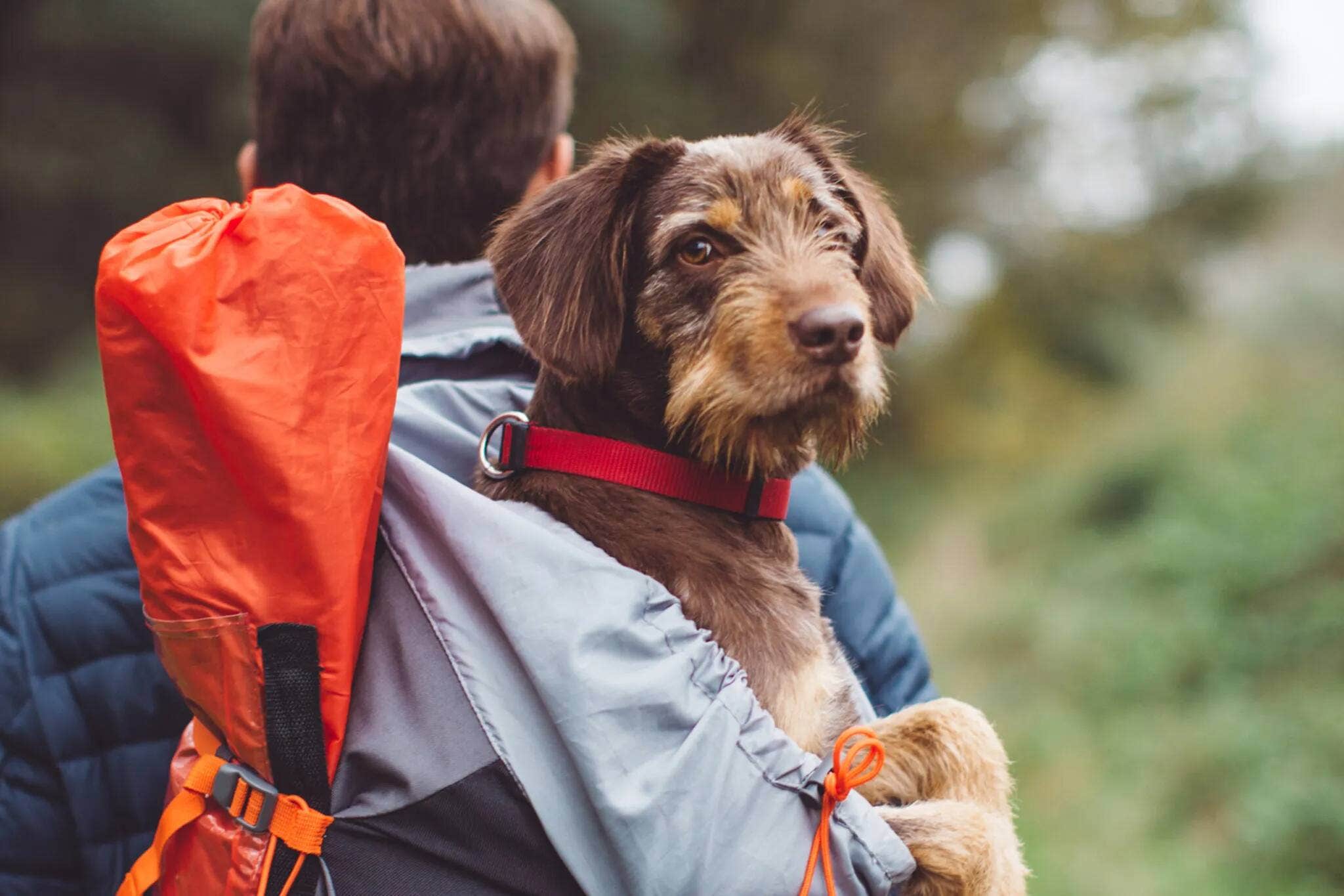 A man carrying his dog in a backpack on a walk. 