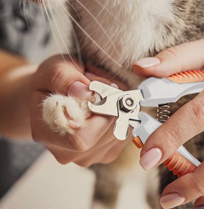 Someone trimming their cats claws.