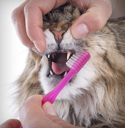 A person brushing a cat's teeth with a pink toothbrush. 