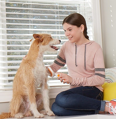 A girl brushing her dog's coat. 