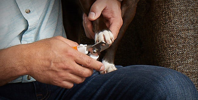 Dog owner trimming his dog's nails with Wahl nail clippers.