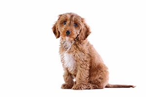 Best clippers outlet for cockapoo