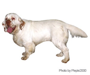 Clumber Spaniel