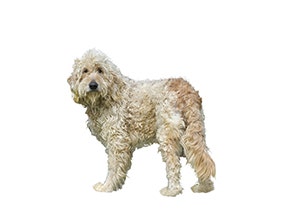 Goldendoodle