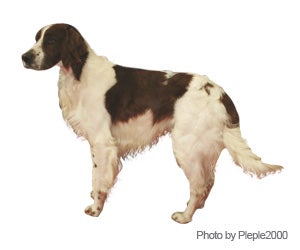 Irish Red and White Setter