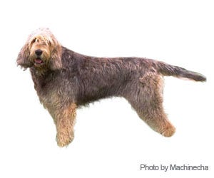 do otterhounds bark a lot