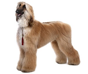 Afghan Hound