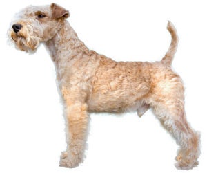 are lakeland terriers aggressive