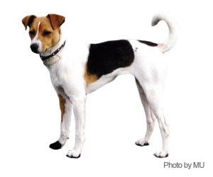 Smooth Fox Terrier | Wahl USA