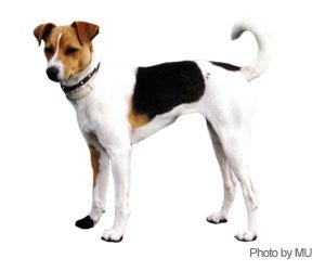 do wire fox terrier shed