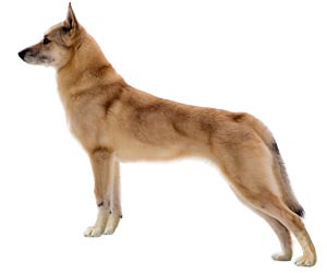 Finnish Spitz