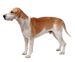 English Foxhound