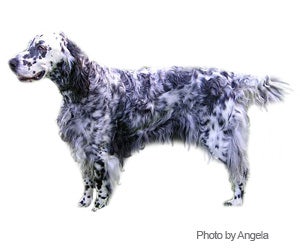 English setter show store cut