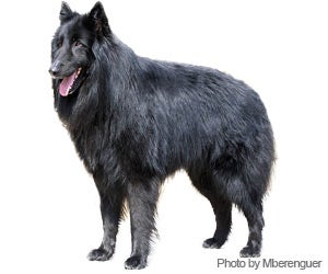 Belgian Sheepdog