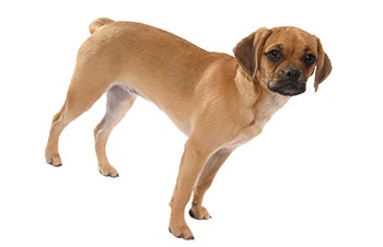 Puggle