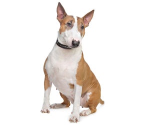 Bull Terrier