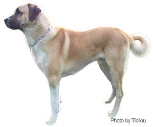 Anatolian Shepherd