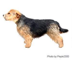 Norwich Terrier