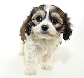 Cavachon