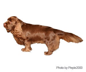 Sussex Spaniel