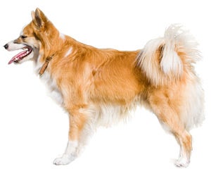 Icelandic Sheepdog