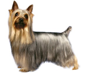 Silky Terrier