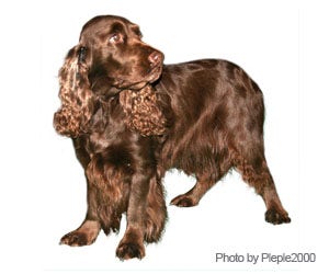 Field Spaniel