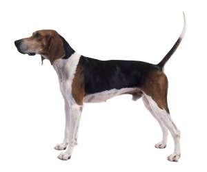 English treeing hot sale walker coonhound