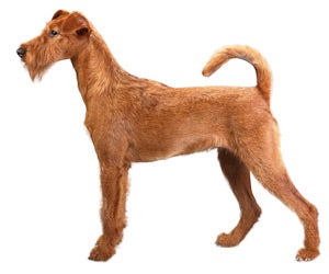 how do groomers bathe a irish terrier