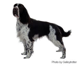 Best dog clippers for springer spaniel sale