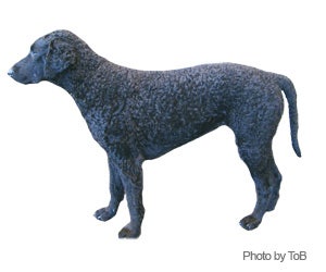 Curly Coated Retriever