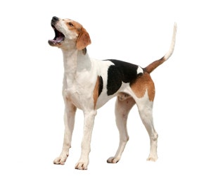 American English Coonhound