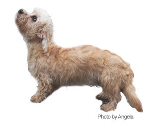 Dandie Dinmont Terrier