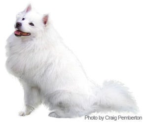 American eskimo dog store haircut