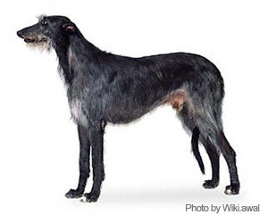 Scottish Deerhound