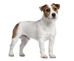 Russell Terrier