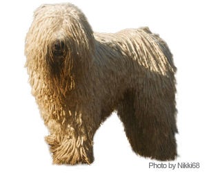 Komondor hair hot sale