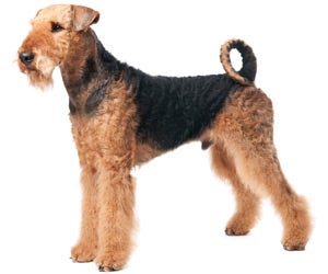 Best brush hotsell for airedale terrier