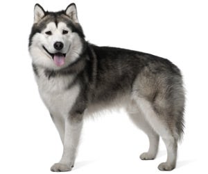 Malamute haircut hot sale