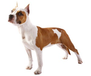 American Staffordshire Terrier