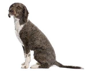 American Water Spaniel